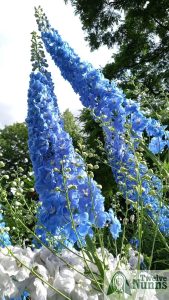 Delphinium Clifford Sky AGM at Twelve Nunns