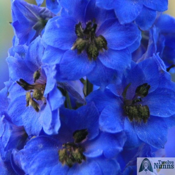 Delphinium 'Fenella' AGM buy at Twelve Nunns Nursery