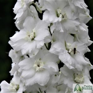 Delphinium 'Jill Curley' AGM at Twelve Nunns Nursery