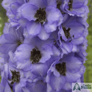 Delphinium 'Min' AGM buy at Twelve Nunns Nursery