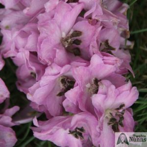 Delphinium 'Rosemary Brock' AGM buy at Twelve Nunns Nursery