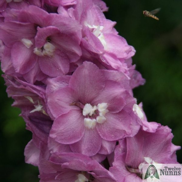 Delphinium 'Royal Flush' AGM buy at Twelve Nunns Nursery