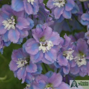 Delphinium 'Spindrift' AGM buy at Twelve Nunns Nursery