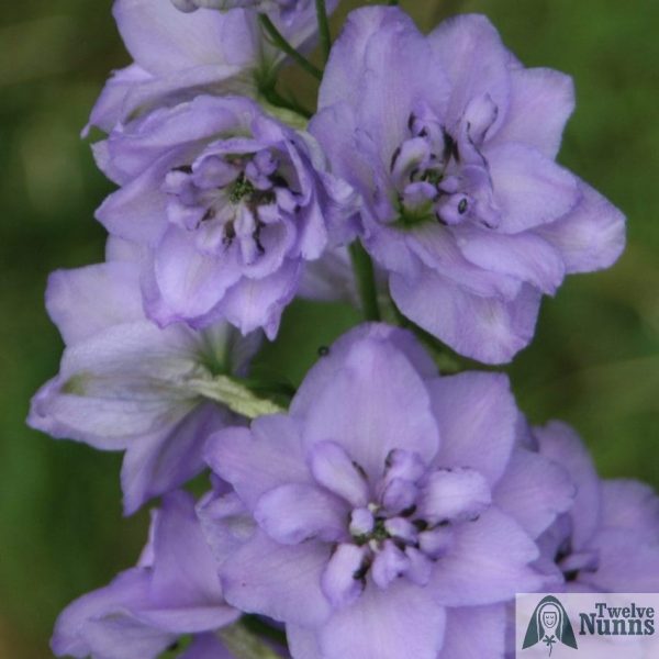 Delphinium 'Tiddles' AGM buy at Twelve Nunns Nursery