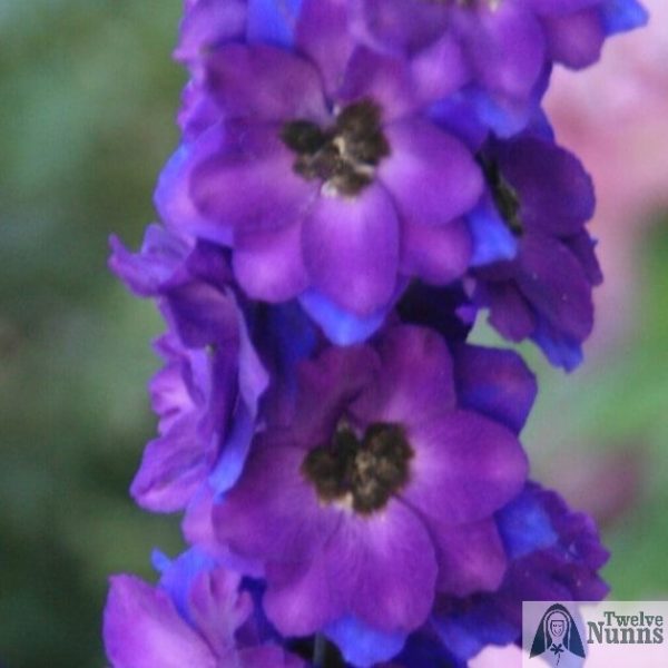 Delphinium 'Amadeus' AGM buy at Twelve Nunns Nursery