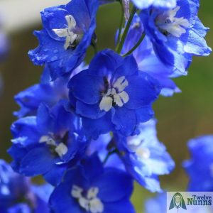 Delphinium 'Loch Leven' AGM buy from Twelve Nunns Nursery