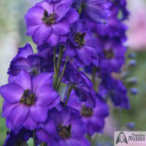 Delphinium 'Purple Velvet' AGM buy at Twelve Nunns Nursery