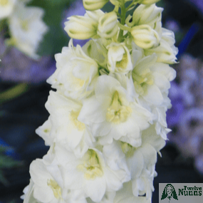 Delphinium 'Sungleam' AGM buy at Twelve Nunns Nursery