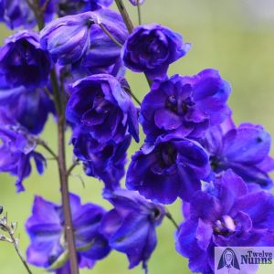 Delphinium 'Faust' AGM at Twelve Nunns Nursery