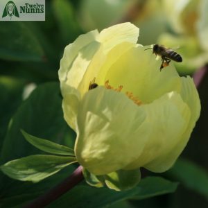 Paeonia_mlokosewitschii_TwelveNunns