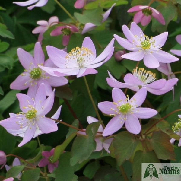 Anemonella thalictroides at Twelve Nunns