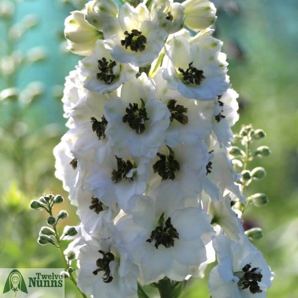 Delphinium 'Sandpiper' AGM buy at Twelve Nunns Nursery