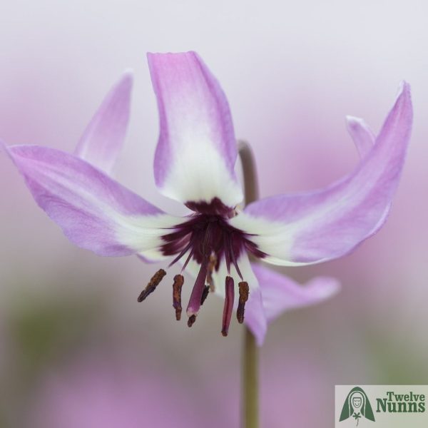 Erythronium hendersonii