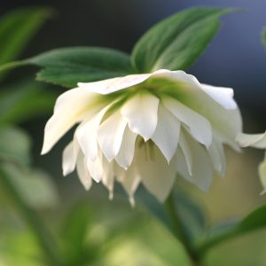 Helleborus x hybridus 'Harvington Double White'