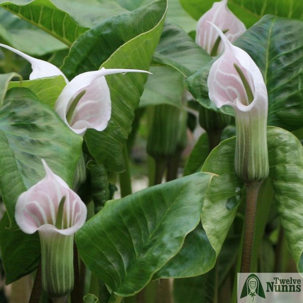 Arisaema candidissimum foliage