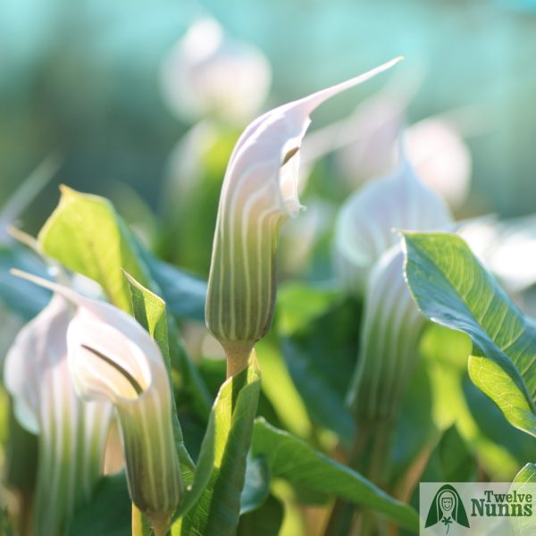 Arisaema candidissimum spathe