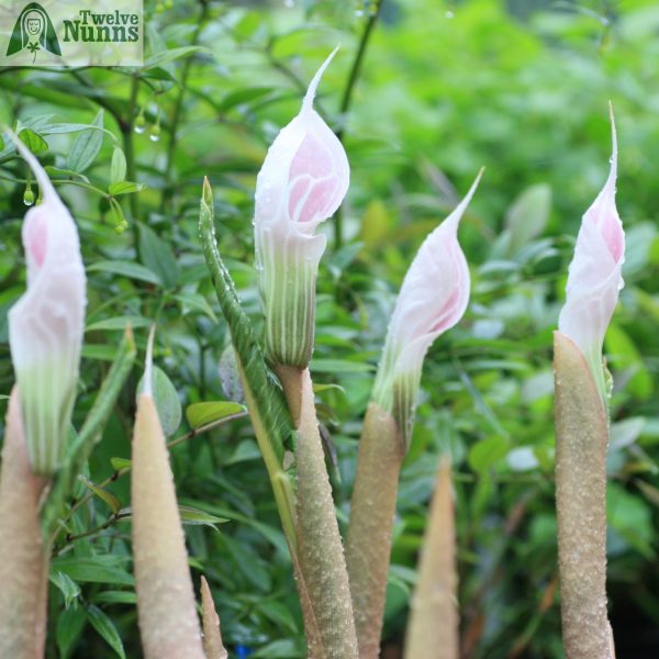 Arisaema candidissimum pseudostem