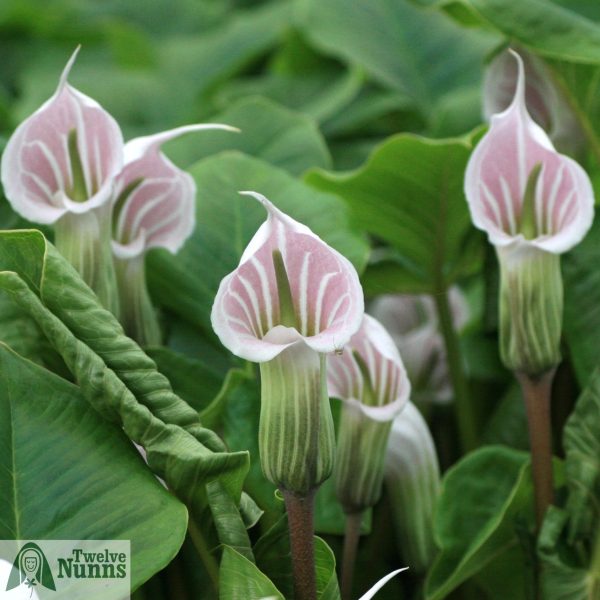 Arisaema candidissimum at Twelve Nunns